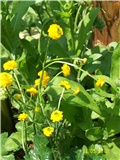 ranunkula, žabnjak - lat. ranunculus 